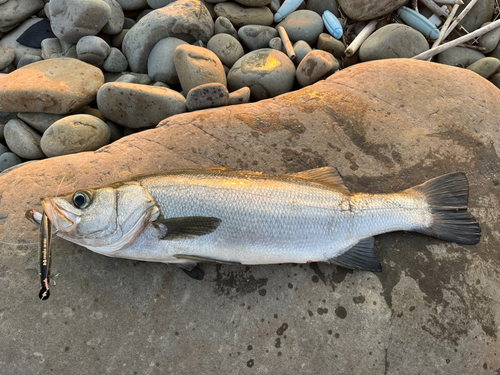 ヒラスズキの釣果