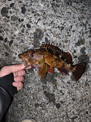 カサゴの釣果