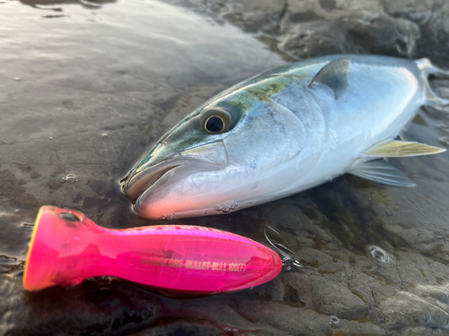 イナダの釣果