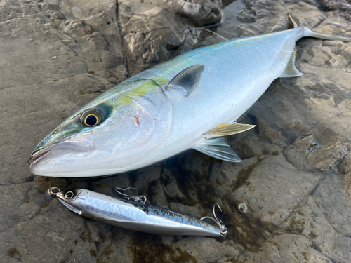 イナダの釣果