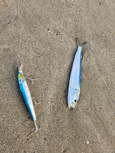 イワシの釣果