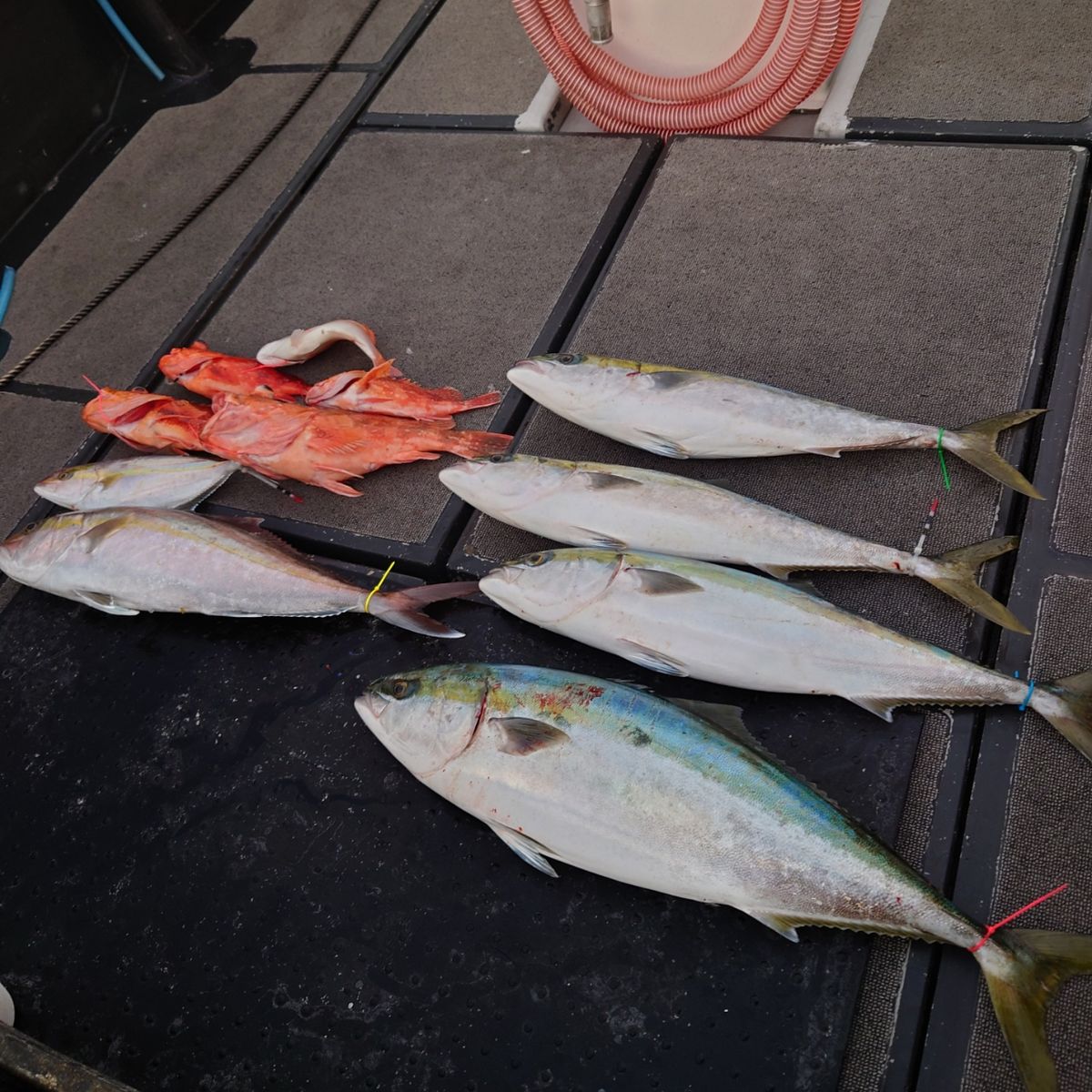 九三丸さんの釣果 3枚目の画像