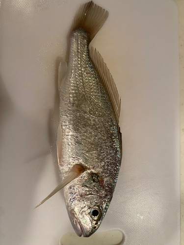 イシモチの釣果