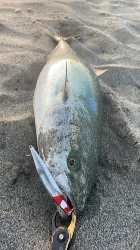 駿河湾