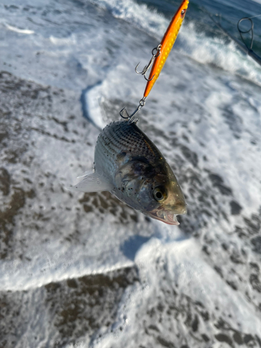 コノシロの釣果