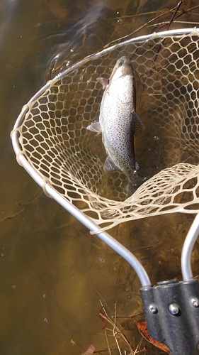 ニジマスの釣果