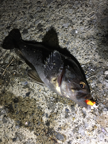 クロソイの釣果