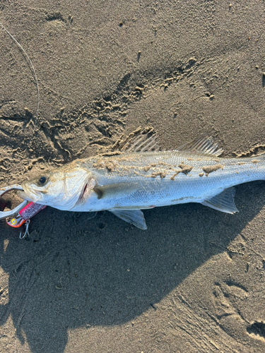 セイゴ（マルスズキ）の釣果