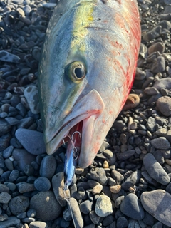 ブリの釣果