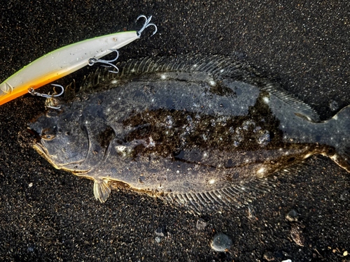 ヒラメの釣果