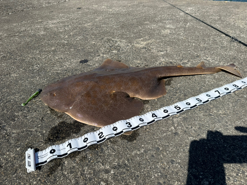 カスザメの釣果