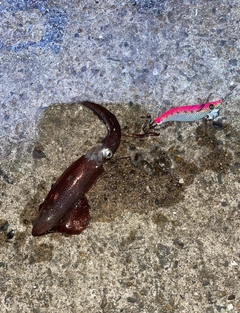 ヒイカの釣果