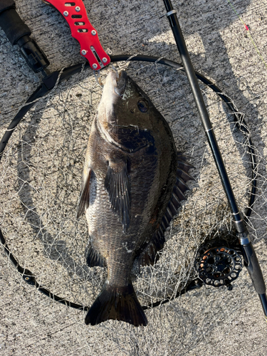 チヌの釣果