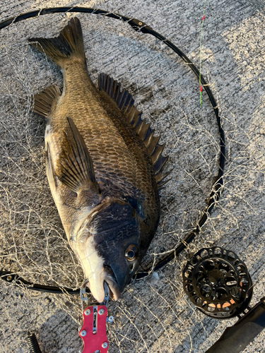 チヌの釣果