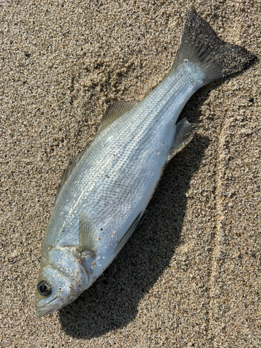 セイゴ（ヒラスズキ）の釣果