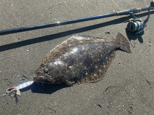 ヒラメの釣果