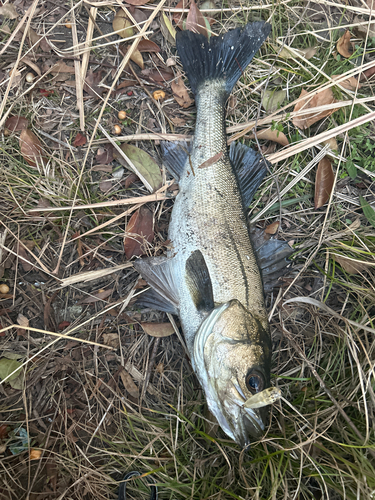 フッコ（マルスズキ）の釣果