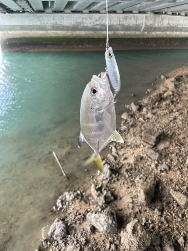 メッキの釣果