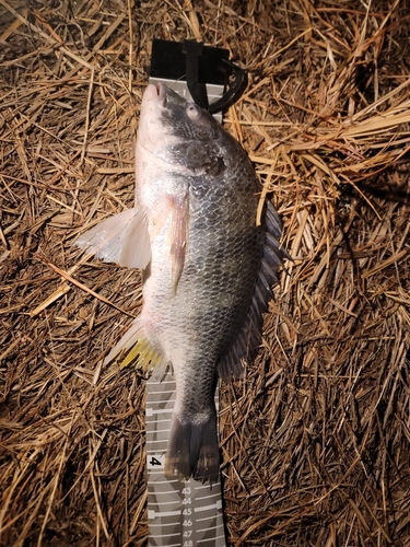 キビレの釣果