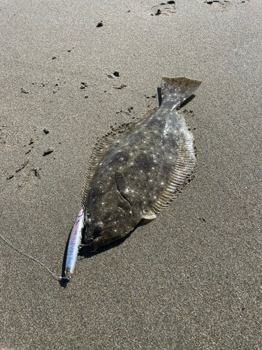 ヒラメの釣果