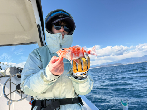 ユメカサゴの釣果