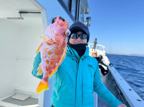 アヤメカサゴの釣果