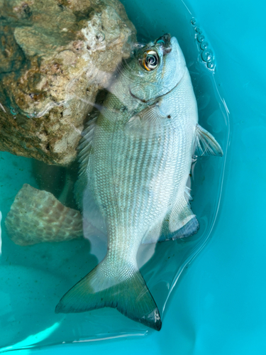 イスズミの釣果