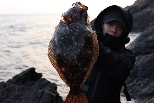 ヒラメの釣果