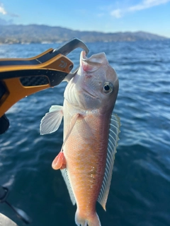 シロアマダイの釣果