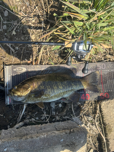 スモールマウスバスの釣果