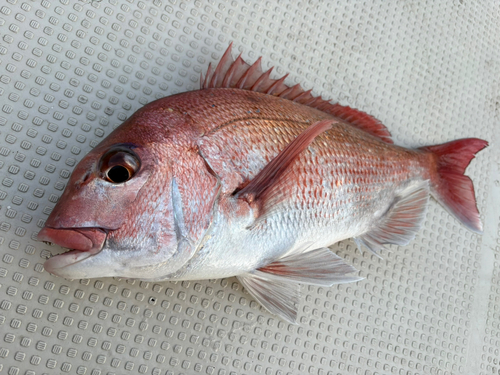 マダイの釣果