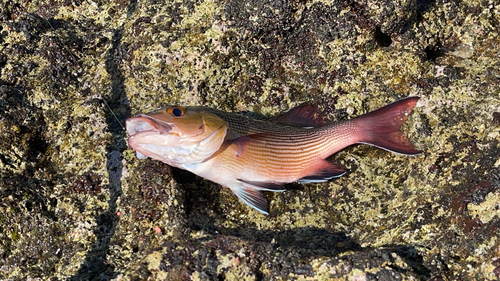 バラフエダイの釣果