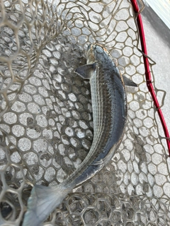 ボラの釣果