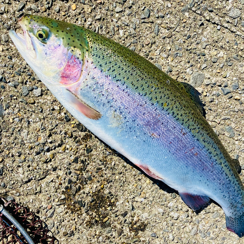 トラウトサーモンの釣果