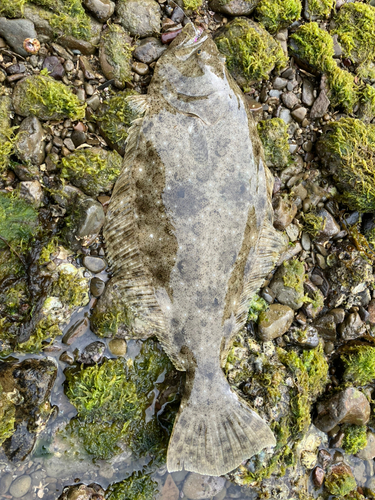 ヒラメの釣果