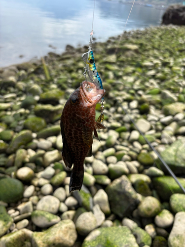 オオモンハタの釣果