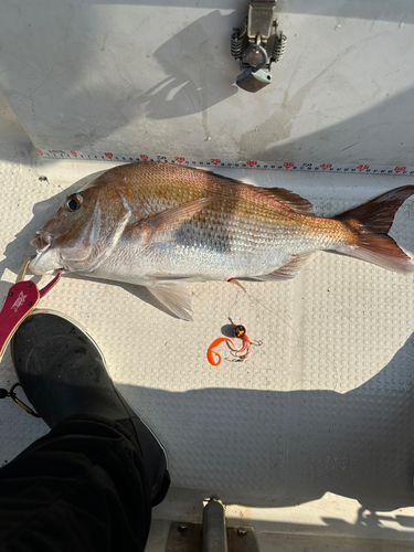 タイの釣果