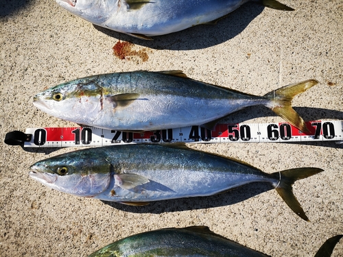 メジロの釣果