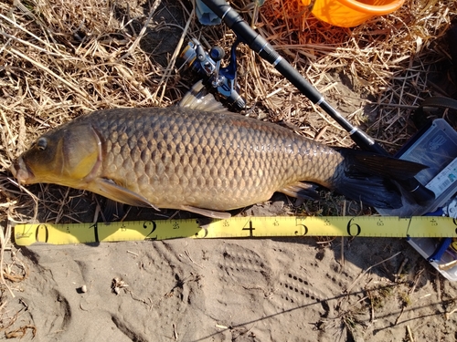 コイの釣果