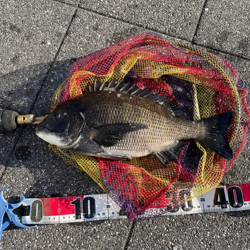 クロダイの釣果