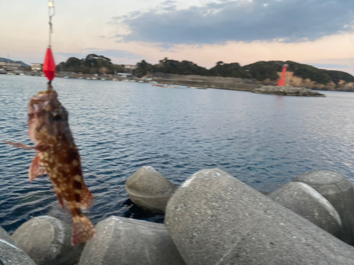 ガシラの釣果