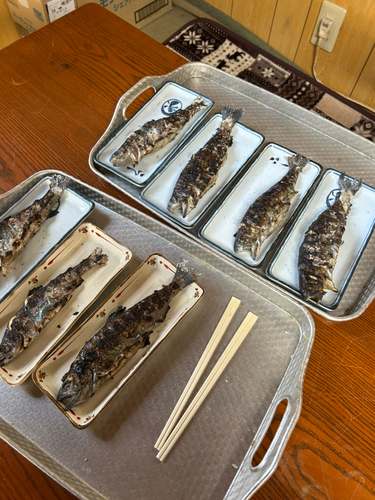 イワナの釣果