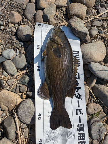 スモールマウスバスの釣果