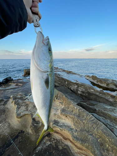 ヤズの釣果