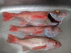 アカムツの釣果