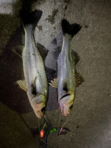 ハネ（マルスズキ）の釣果