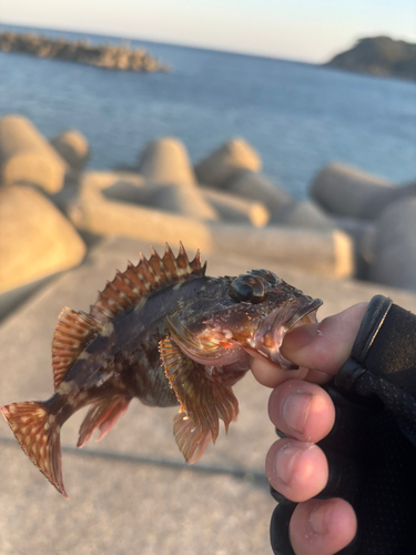 ガシラの釣果