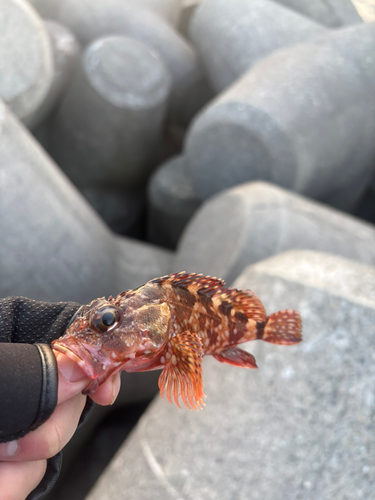 ガシラの釣果