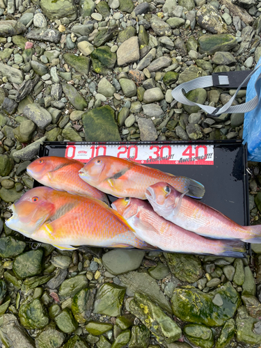 アカアマダイの釣果