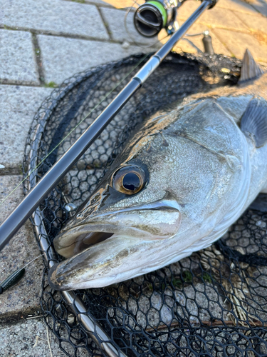 スズキの釣果